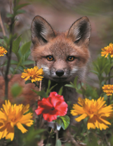 Ушастый лисенок среди цветов