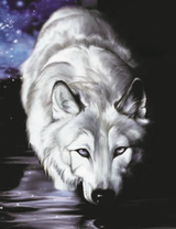 Белый волк в темноте