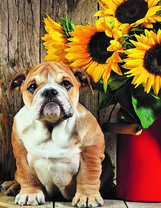 Милый бульдог рядом с букетом подсолнухов