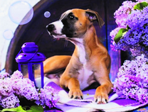 Милый пёс среди яркой сирени