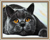 Серый котик с рыжими глазами