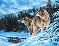 Волки в зимнем горном лесу