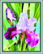 Сиреневый ирис