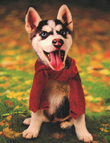 Щенок хаски в шарфике