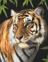 Благородный тигр на черном фоне