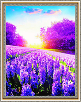 Поле фиолетовых гиацинтов