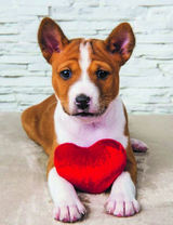 Милый щенок с сердечком