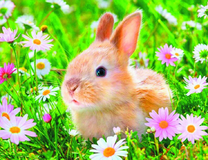 Рыженький кролик среди цветов