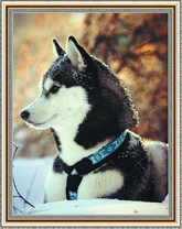 Довольная лайка среди снега