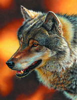 Алмазная вышивка «Взрослый серый волк» в интернет-магазине  в Москве Алмазная вышивка «Взрослый серый волк»