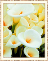 Белоснежные каллы