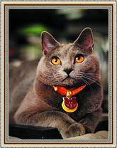 Пушистый кот с ошейником