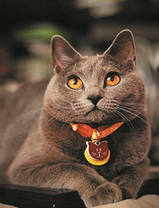 Красивый британский котик с ошейником