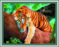 Уставший тигр на дереве