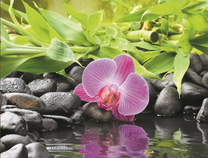 Орхидея у воды и черные камни