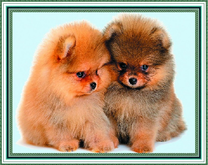 Два мега пушистых щеночка