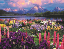 Поляна люпинов с видом на горы