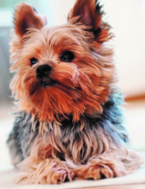 Симпатичный Йорк