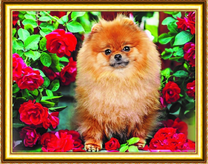 Шпиц среди красных роз