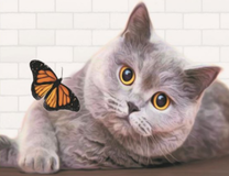 Серая кошечка и бабочка