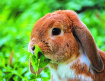 Милый вислоухий кролик