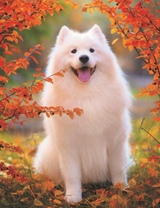 Белая собака породы самоед