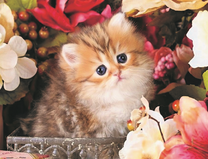 Маленький пушистый котёнок среди цветов