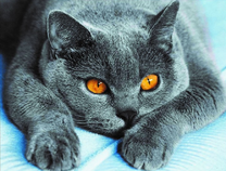 Пепельная кошечка с янтарными глазами