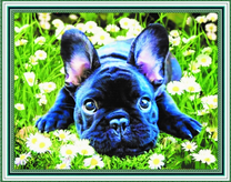 Бульдожек среди ромашек