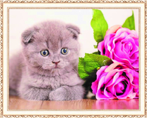 Шотландский котёнок и розы