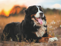 Уставший сенбернар