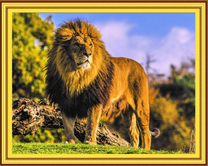 Старый большой лев