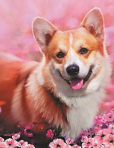 Корги среди розовых цветов