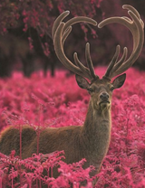 Олень с рогами в форме сердца