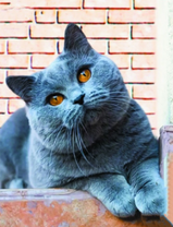 Пепельная кошечка