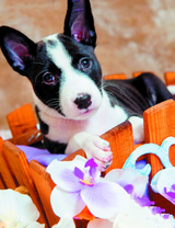 Милый черно-белый щенок и орхидеи