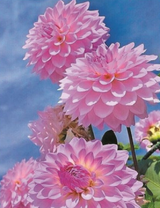 Розовые георгины