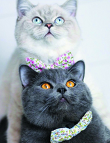 Британские котики с бантиками