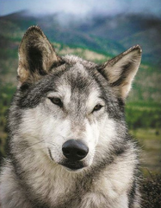 Довольный серый волк на фоне гор