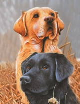Лабрадоры рыжего и черного окраса