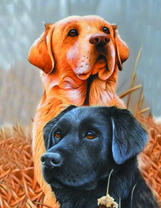 Лабрадоры на охоте