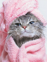 Кошечка в розовом полотенце