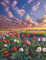 Тюльпаны и красивое небо