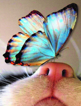 Бабочка на котячьем носу