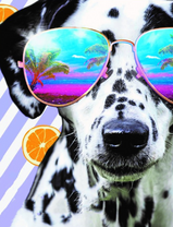 Далматинец в пляжных очках