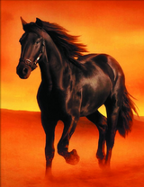 Черный конь в оранжевой пустыне