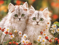 Пушистые котята среди ромашек и шиповника