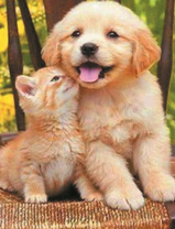 Рыжий щенок и рыжий котёнок