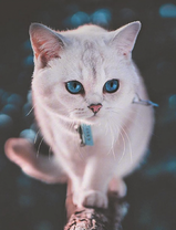 Белая кошечка с голубыми глазами