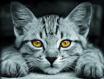 Полосатый котёнок с янтарными глазами